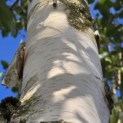 Betulus utilis Doorenbos (Jacquemontii) - Foto 2
