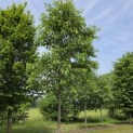 Prunus avium 'Plena' - 1