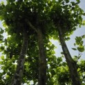 Platanus x Hispanica - 2