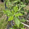 Quercus ilex - 4