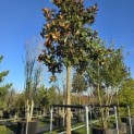Magnolia grandiflora 'Galissonnière' - 1