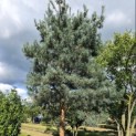 Pinus sylvestris 'Glauca' - 3