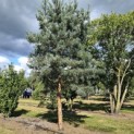 Pinus sylvestris 'Glauca' - augustus 2025