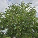 Broussonetia papyrifera - 1
