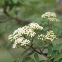 Sorbus aucuparia - 1