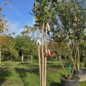 Koelreuteria paniculata 'Fastigiata' - 3