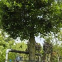 Ilex Aquifolium - 6