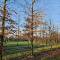 Fagus sylvatica 'Atropunicea' - 2