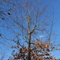 Fagus sylvatica 'Atropunicea' - 1