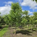 Juglans regia - Foto 1