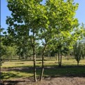 Platanus hispanica - 1