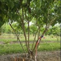 Heptacodium miconioides - 2