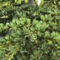 Cedrus libani - Foto 1