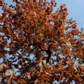 Fagus sylvatica 'Atropunicea' - 5