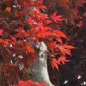 Acer palmatum 'Fireglow' - 6