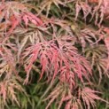 Acer palmatum 'Shigure bato' - Foto 1