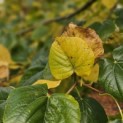 Tilia x europaea 'Euchlora' - 2