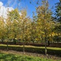 Tilia x europaea 'Euchlora' - 1