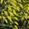 Decaisnea Fargesii - Foto 3