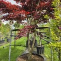 Acer palmatum 'Bloodgood' - 6