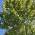 Acer x freemani 'Autumn Blaze' - Foto 4