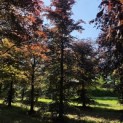 Fagus sylvatica 'Atropunicea' - 1