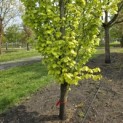 Fagus sylvatica 'Dawyck Gold' - 3