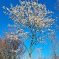 Amelanchier lamarckii - Afbeelding 1