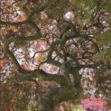 Acer palmatum 'Garnet' - 5