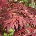 Acer palmatum 'Bloodgood' - 10