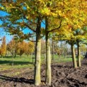 fagus sylvatica