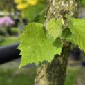 Corylus colurna - Foto 1
