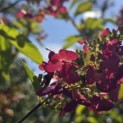 Hydrangea paniculata 'Pinky Winky' - Foto 4