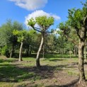 Platanus x hispanica - Foto 5