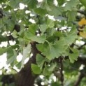 #1664 Ginkgo biloba 'Horizontalis' Ginkgobaum