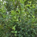 Amelanchier alnifolia 'Obelisk' - 1