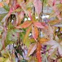 Acer palmatum 'Ryusen' - november 2024
