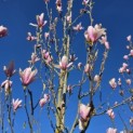 Magnolia 'Heaven Scent' - Foto 3