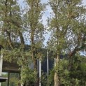 Quercus Suber - 4