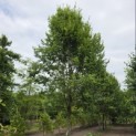 Carpinus betulus 'Frans Fontaine'   (Fastigiata) - 3