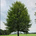 Carpinus betulus Fastigiata - kroon september 2026