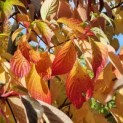 Cornus controversa - Foto 2