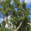 Quercus suber - 4