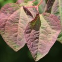 Cercidiphyllum japonicum - Foto 3