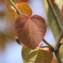 Cercidiphyllum japonicum - Foto 4