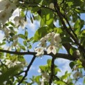 Styrax japonicus - 1
