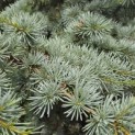 Cedrus libani 'Silberspitz' - 4