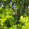 Fagus Dawyck Gold - 2