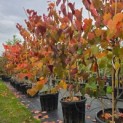 Cercis canadensis 'Forest Pansy' - Foto 2
