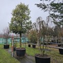 Ilex Aquifolium - pillon 200 cm.  stamhoogte 125-150cm